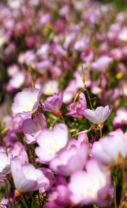 フローラ法律事務所の裏手の奈良井公園に咲き乱れる花