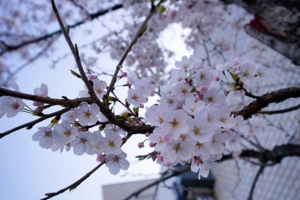 フローラ法律事務所（岡崎）近隣のカワイイ桜の花その２３