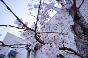 フローラ法律事務所（岡崎）近隣のカワイイ桜の花その２４