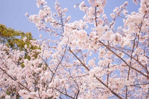 フローラ法律事務所（岡崎）近隣のカワイイ桜の花その２７