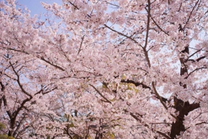 フローラ法律事務所（岡崎）近隣のカワイイ桜の花その２５