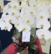 事務所の大家様からの岡崎・フローラ法律事務所の開店祝いのお花